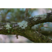 What’s on my tree? Crusty, scaly lichens are friends, not foes 