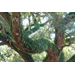 What’s on my tree? Resurrection fern makes itself known after rainfall 