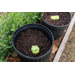 Mirlitons are part of Louisiana’s heritage — and they’re easy to grow at home
