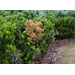 These two boxwood diseases must be handled differently