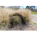 With winter behind us, it’s time to give ornamental grasses a haircut
