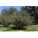 Is your citrus tree still alive — or just the rootstock?