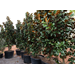 Cute, compact and classic: It’s Teddy Bear magnolia