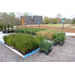 Landscaping with native plants can offer stormwater solutions