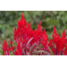 Louisiana’s fiery summer heat is no problem for Dragon’s Breath celosia
