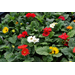 Once found only at the florist, gerbera daisies can now be enjoyed in the garden