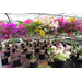 Bougainvillea captures the colorful spirit of spring, summer