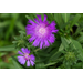 Easy-care stokesia delights gardeners, pollinators all summer long with colorful blooms