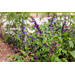 Salvias are a surefire way to draw pollinators to your garden