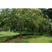 Cercospora leaf spot: A common culprit in the Louisiana garden