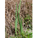 Got too many irises? Now’s a good time to divide, share them