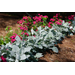 Dusty miller: A dependable choice for Louisiana’s cool-season gardens