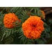 Seasonal standouts: These plants shine as Louisiana eases into fall