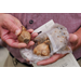Buried treasure: Plant bulbs now for beautiful blooms this spring