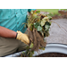 For sweet springtime treats, plant strawberries now