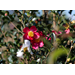 Give this underappreciated camellia species a try