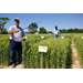 Grains of knowledge: wheat, oat field day provides producers the latest crop updates 