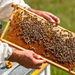 Beehive Buzz: Honey Bees & Drought & Wildfires
