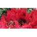 Get It Growing: Dragon’s Breath celosia is Louisiana Super Plant for spring