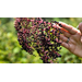 Get It Growing: Abundant elderberries are great for jams and syrups