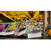 Get It Growing: Fall is the time to plant your bulbs
