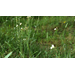 Get It Growing: How to remove fragrant false garlic 