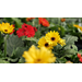 Get It Growing: Grow gerbera daisies for cut flowers or border color