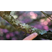 Get It Growing: Explore the fascinating world of lichens