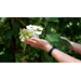 Get It Growing: Native oakleaf hydrangeas are great for shade