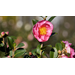 Camelia sasanquas offer varied colors, evergreen foliage 