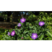 Get It Growing: Super Plant Stokes’ Aster offers different colored, long-lasting blooms