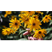 Get It Growing: Native swamp sunflowers offer beautiful golden color