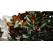 Get It Growing: Teddy Bear magnolia offers smaller size for landscaping