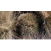 Get It Growing: How to properly trim back ornamental grasses