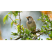 Get It Growing: How to attract wildlife into your yard
