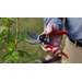 Get It Growing: Prune your roses before Valentine’s Day