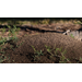 Get It Growing: How to control ants in your yard using the Texas two-step