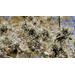 Get It Growing: Ball moss can be a problem for trees