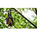 Get It Growing: How Bat houses are beneficial to bats and to you