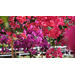 Get It Growing: Tropical bougainvillea has vibrant colors, conquers the heat