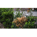 Get It Growing: Beware! Boxwood shrubs may have a deadly disease