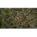Get It Growing: Is that a citrus tree or citrus rootstock?