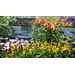 Get It Growing: Cool season can mean cool colors  