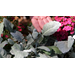 Get It Growing: Super Plant dusty miller is cold hardy plant for borders, containers