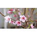 Get It Growing: Choose fruit trees with proper chill hours 