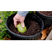 Get It Growing: How to grow mirlitons, a part of Louisiana’s culinary culture