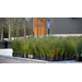 Get It Growing: Use native wetland plants in soggy landscape areas