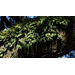 Look for beautiful resurrection fern growing on trees