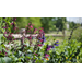 Get It Growing: New tropical salvias have advanced roots, cool colors