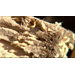Get It Growing: How to handle termites in raised bed gardens